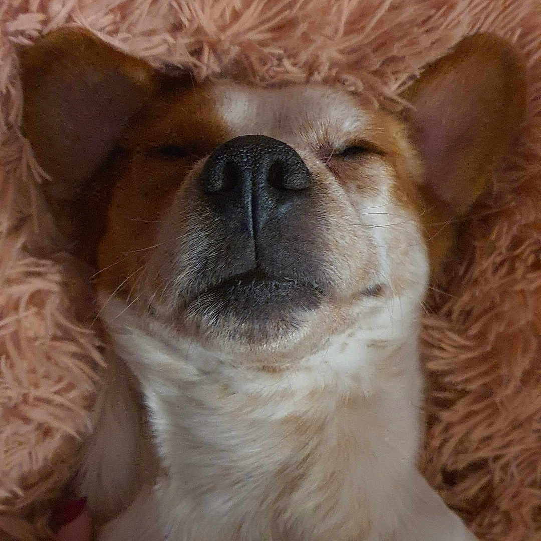 Mappy Alias Pouille participe au concours pour gagner de l'argent avec cette photo : animal, ball, blanket, bulldog, canine, cockerspaniel, cushion, dog, face, frenchbulldog, head, homedecor, hound, person, pet, photography, portrait, puppy, sleeping, snout