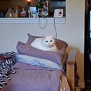 Cj is registered to the contest to win money with this photo: animal, bed, blankets, cabinets, cat, chair, cord, countertop, cozy, cream_colored, fluffy_cat, home, indoors, kitchen, lavender, lounging, pet, pillow, portrait, sitting