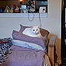 animal, bed, blankets, cabinets, cat, chair, cord, countertop, cozy, cream_colored, fluffy_cat, home, indoors, kitchen, lavender, lounging, pet, pillow, portrait, sitting