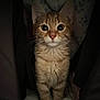 abyssinian, angora, animal, cat, couch, furniture, kitten, manx, pet, siamese