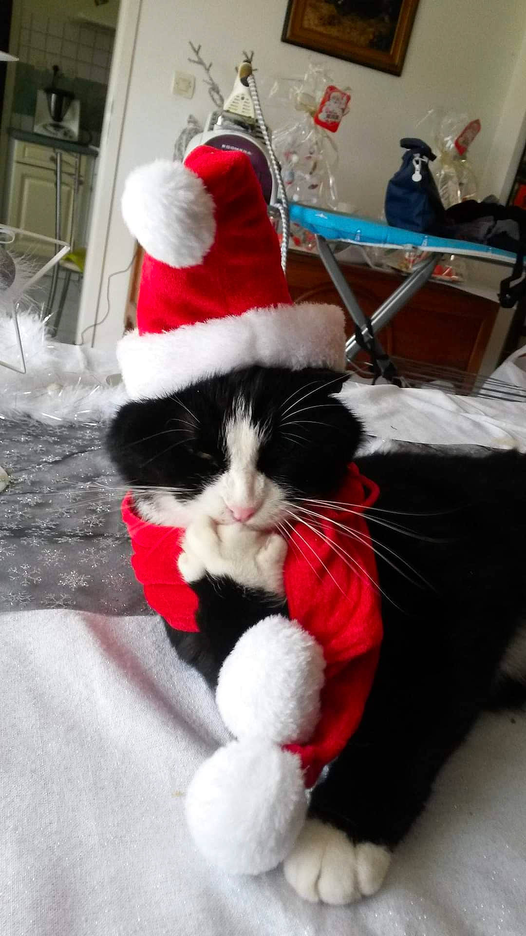 Fifi a rejoint le concours — aidez-le/la à gagner de superbes lots ! carmine, carnivore, cat, cat_supply, claw, comfort, costume_hat, domestic_short_haired_cat, event, felidae, fur, hat, holiday, lap, paw, small_to_medium_sized_cats, snout, tail, tree, whiskers