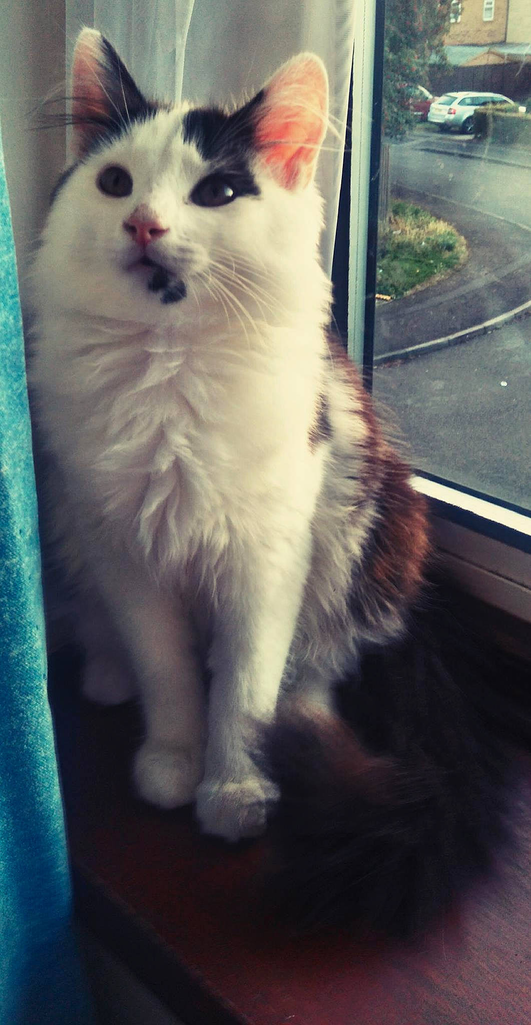 Dio is registered to the contest to win money with this photo: aegean_cat, cat, cat_like_mammal, domestic_long_haired_cat, domestic_short_haired_cat, eye, fur, kitten, norwegian_forest_cat, ragdoll, small_to_medium_sized_cats, snapshot, snout, turkish_angora, turkish_van, whiskers