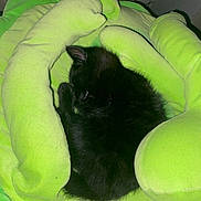 Eiko participe au concours pour gagner de l'argent avec cette photo : black_cat, kitten, sleeping, plush, cushion, green, soft, cozy, indoor, pet, animal, cute, resting, feline, curled_up, comfort, hand_shaped, nap, fur, tiny