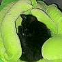 black_cat, kitten, sleeping, plush, cushion, green, soft, cozy, indoor, pet, animal, cute, resting, feline, curled_up, comfort, hand_shaped, nap, fur, tiny