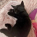 Adeline D.