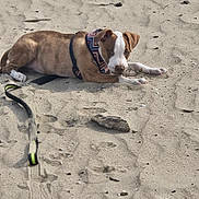Max joined the competition — help win amazing prizes! puppy, dog, sand, beach, harness, playful, animal, outdoor, pet, leash, brown, white, curious, young, footprints, driftwood, nature, cute, lying_down, daylight