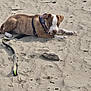 puppy, dog, sand, beach, harness, playful, animal, outdoor, pet, leash, brown, white, curious, young, footprints, driftwood, nature, cute, lying_down, daylight