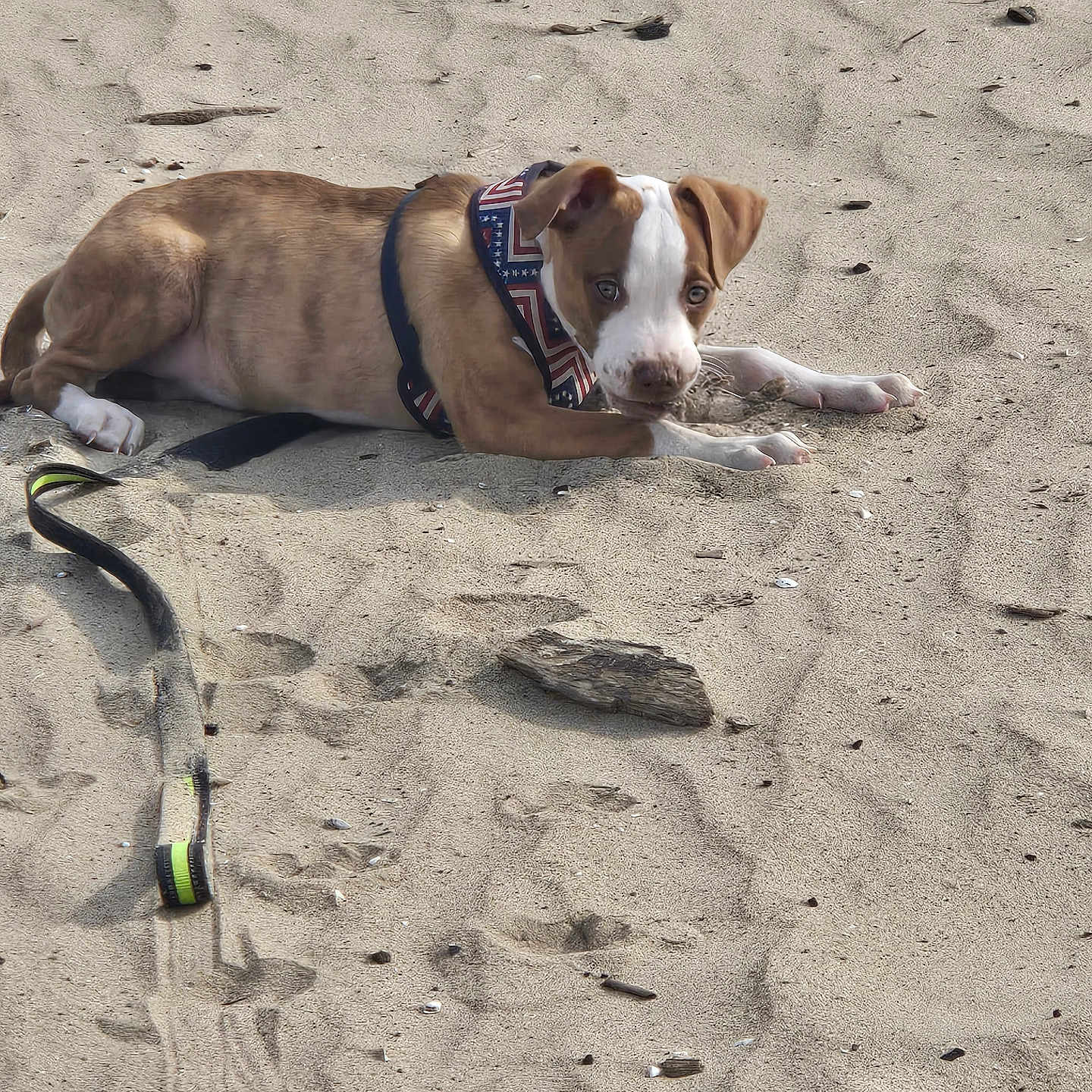 Max joined the competition — help win amazing prizes! animal, beach, brown, curious, cute, daylight, dog, driftwood, footprints, harness, leash, lying_down, nature, outdoor, pet, playful, puppy, sand, white, young