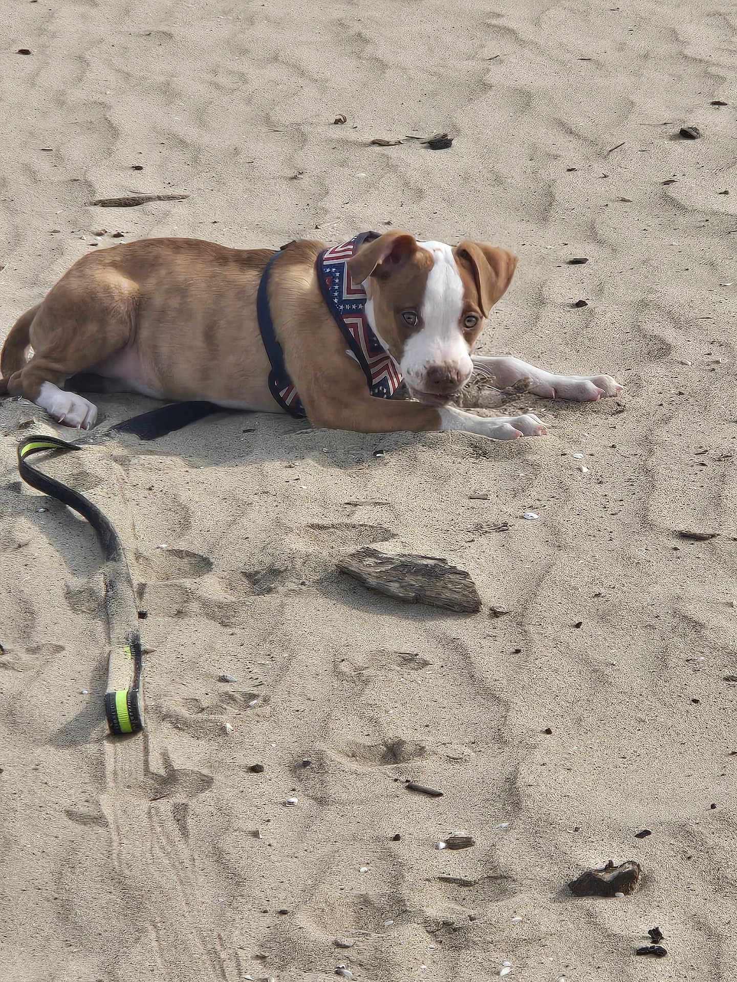 Max joined the competition — help win amazing prizes! puppy, dog, sand, beach, harness, playful, animal, outdoor, pet, leash, brown, white, curious, young, footprints, driftwood, nature, cute, lying_down, daylight