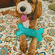 Jake is registered to the contest to win money with this photo: dog, toy, bedspread, floral_pattern, curly_fur, brown_and_white, tongue_out, indoor, pet, playful, lying_down, collar, paw, bedroom, colorful, furniture, happy, closeup, canine, domestic_animal