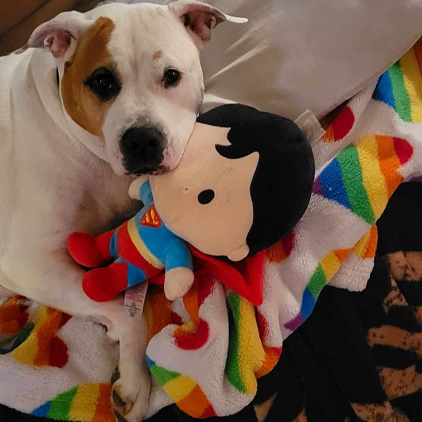 Storm is registered to the contest to win money with this photo: animal, baby, blanket, boxer, bulldog, canine, couch, cushion, dog, face, furniture, head, homedecor, hound, person, pet, photography, pitbull, puppy, toy