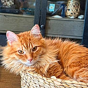 Jack is registered to the contest to win money with this photo: basket, cat, closeup, cozy, decor, domestic_animal, ears, face, fluffy, fur, furniture, home, indoor, orange_cat, pet, reflection, relaxed, resting, whiskers, wooden_table