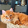 basket, cat, closeup, cozy, decor, domestic_animal, ears, face, fluffy, fur, furniture, home, indoor, orange_cat, pet, reflection, relaxed, resting, whiskers, wooden_table