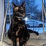 animal, cat, cozy, cushion, daytime, domestic_cat, feline, fur, house, indoor, pet, portrait, rope, sitting, snow, swing, tortoiseshell_cat, window, winter, yellow_eyes