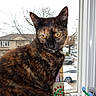 Kasha joined the competition — help win amazing prizes! animal_hat, car, cat, dolls, feline, figurine, house, indoor, looking_at_camera, outdoor, pet, portrait, snow, suburban, tortoiseshell_cat, toys, window, windowsill, winter, yellow_eyes