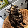 Kasha is registered to the contest to win money with this photo: animal, basket, cat, closeup, curious, cute, domestic_cat, ears, feline, fur, household, indoor, looking_up, pet, portrait, sitting, tortoiseshell_cat, whiskers, woven_basket, yellow_eyes