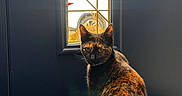 Kasha joined the competition — help win amazing prizes! animal, blue, brown, carpet, cat, curious, door, face, fur, home, indoor, light, looking, pet, quiet, shadow, sitting, tail, tortoiseshell, window