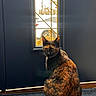 animal, blue, brown, carpet, cat, curious, door, face, fur, home, indoor, light, looking, pet, quiet, shadow, sitting, tail, tortoiseshell, window