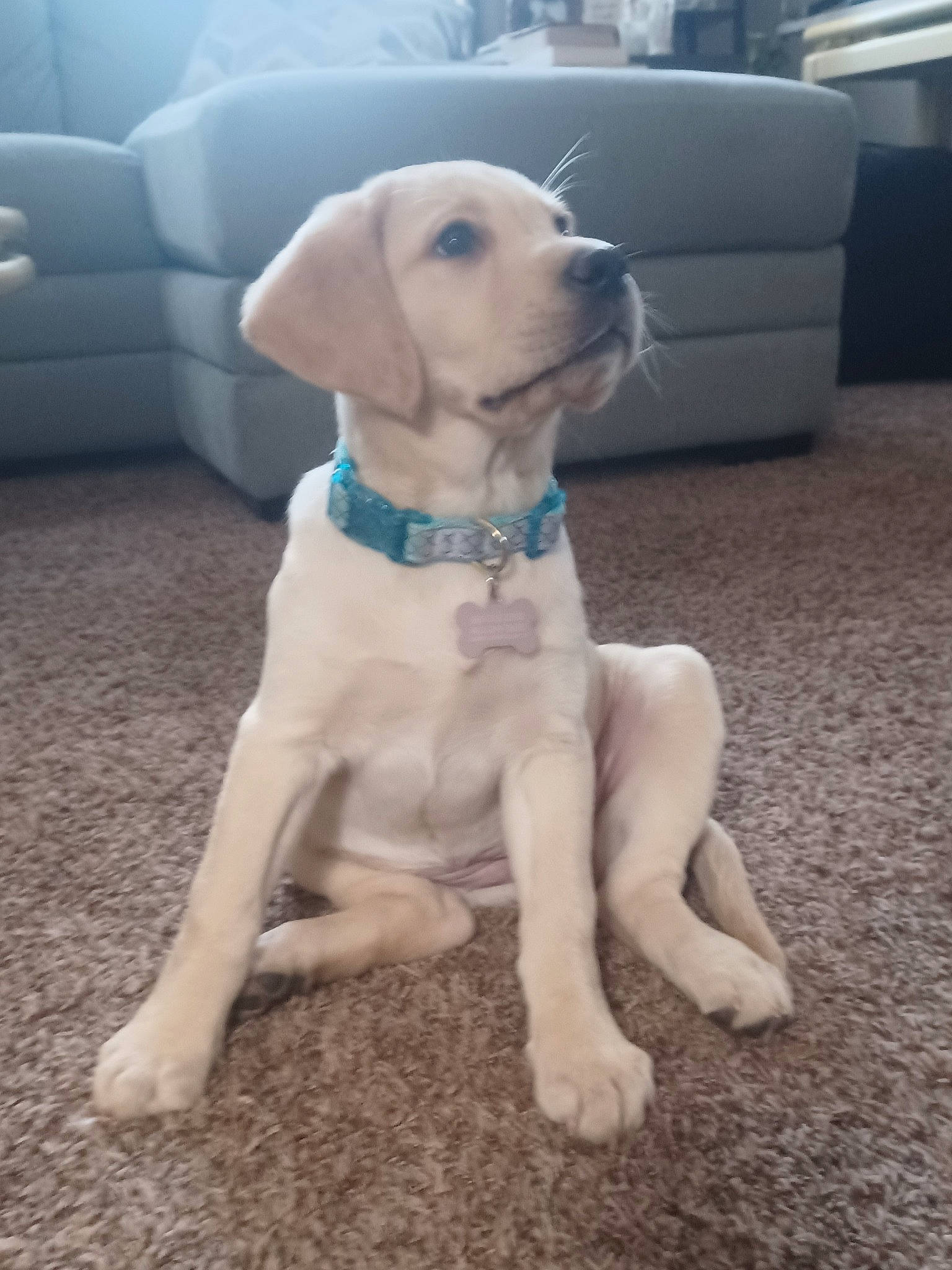 Remington joined the competition — help win amazing prizes! canidae, carnivore, chair, collar, companion_dog, dog, dog_breed, dog_collar, dog_supply, fawn, fur, gun_dog, mammal, paw, pet_supply, snout, sporting_group, tail, whiskers, working_animal