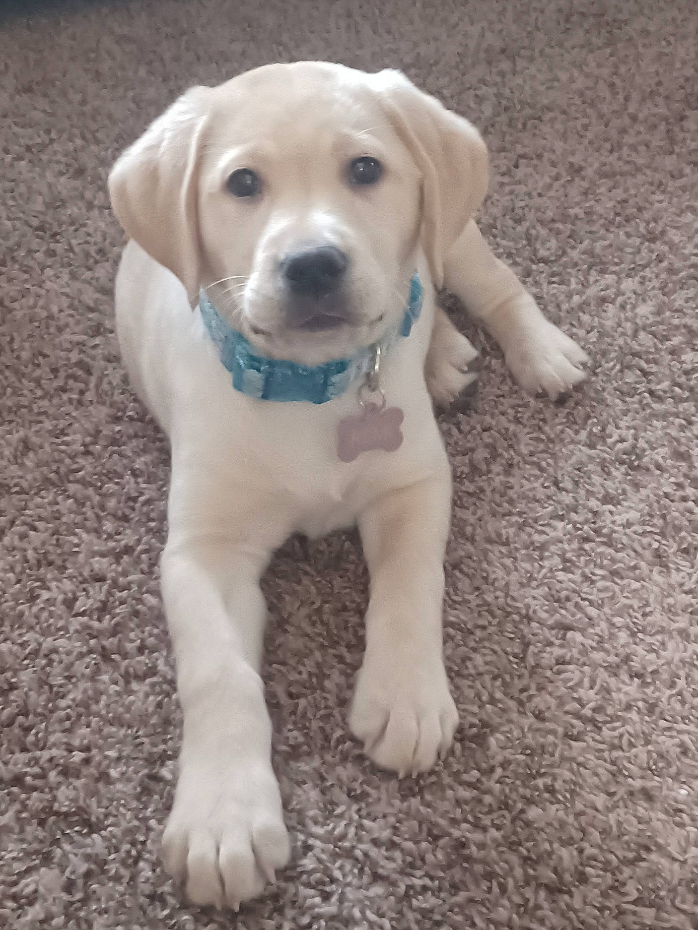 Remington is registered to the contest to win money with this photo: canidae, carnivore, collar, companion_dog, dog, dog_breed, dog_collar, eye, fawn, flooring, fur, non_sporting_group, puppy, snout, soil, sporting_group, terrestrial_animal, whiskers, wood, working_animal