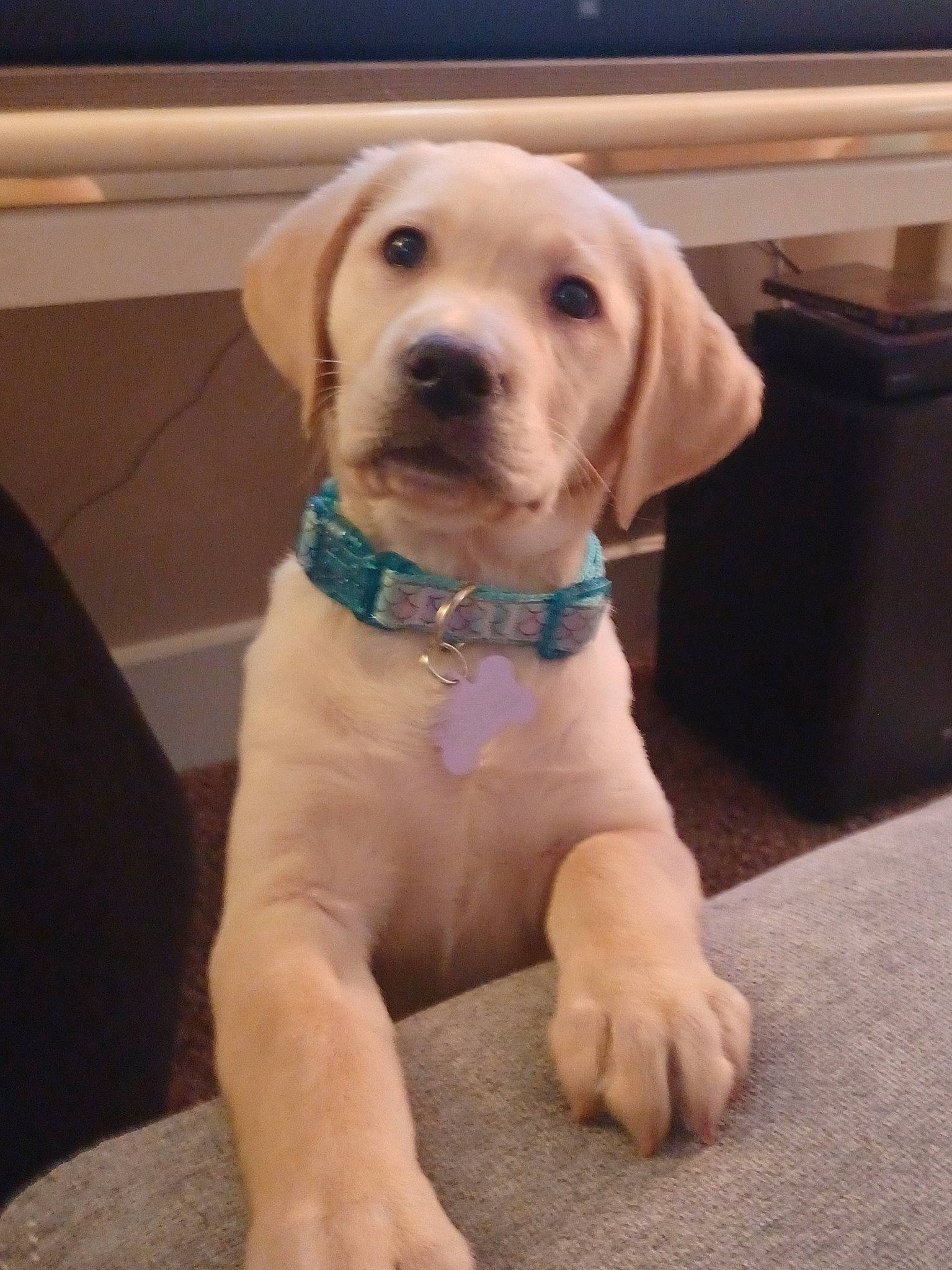 Remington joined the competition — help win amazing prizes! canidae, carnivore, collar, companion_dog, dog, dog_breed, dog_collar, dog_supply, fawn, flooring, gun_dog, hunting_dog, liver, paw, pet_supply, puppy, snout, sporting_group, whiskers, working_animal