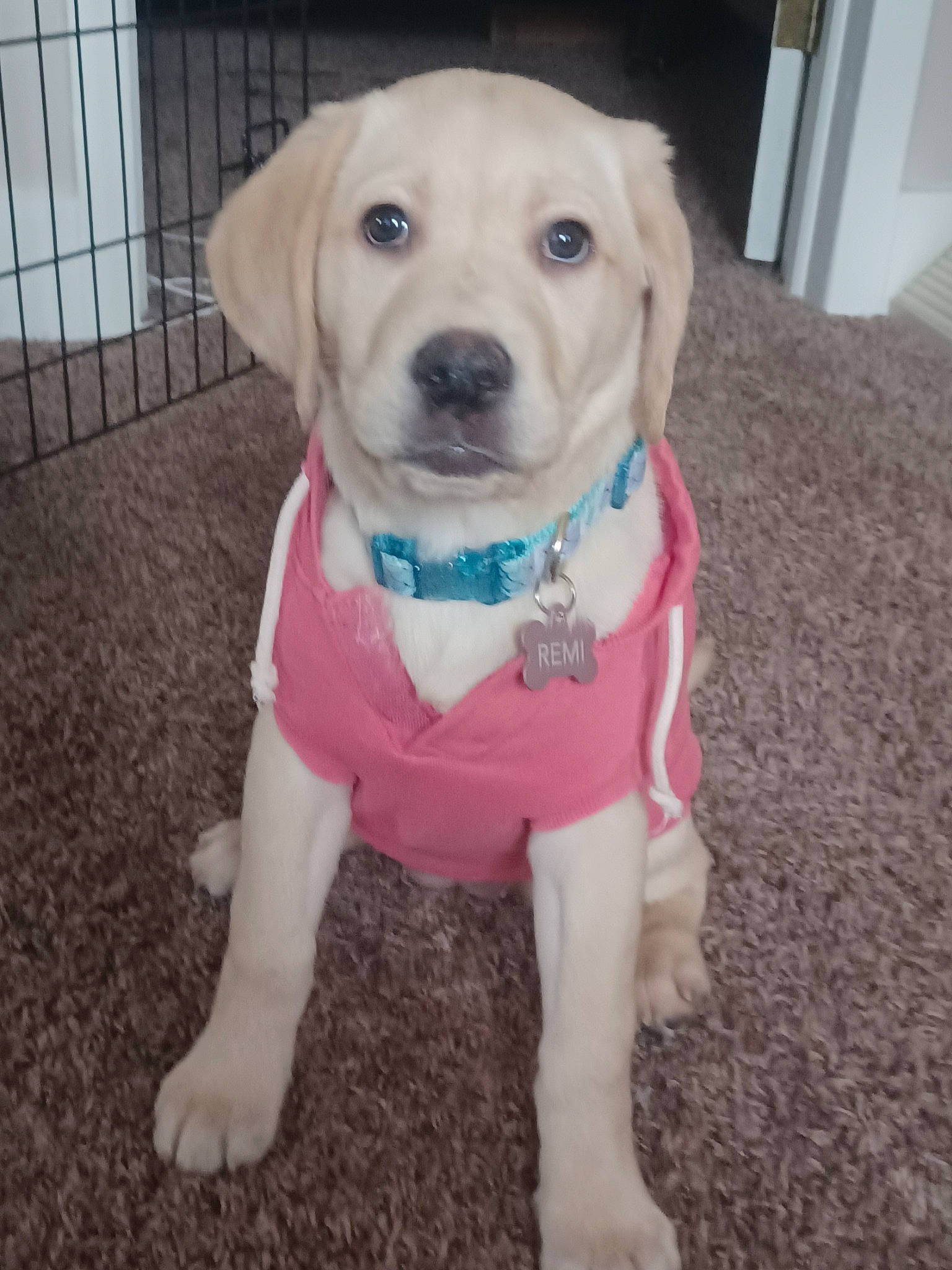 Remington is registered to the contest to win money with this photo: canidae, carnivore, chair, collar, companion_dog, dog, dog_breed, dog_clothes, dog_collar, dog_supply, fashion_accessory, fawn, fur, leash, personal_protective_equipment, pet_supply, snout, tail, whiskers, working_animal