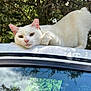 cat, white_cat, animal, pet, car_roof, outdoor, tree, greenery, reflection, window, nature, relaxed, feline, close_up, daylight, curious, resting, wildlife, mammal, domestic_animal