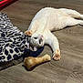 cat, white_cat, floor, wood_floor, blanket, leopard_print, animal, pet, relaxed, lying_down, bone, toy, indoor, feline, cute, domestic_animal, cozy, home, playful, curious