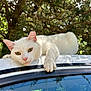 cat, white_cat, animal, pet, outdoor, car_roof, paw, relaxed, sunlight, tree, nature, leafy, fur, close_up, portrait, lazy, daylight, greenery, resting, calm