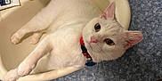 Nubby joined the competition — help win amazing prizes! cat, white_cat, sink, collar, bell, tag, bathroom, countertop, blue_countertop, pet, animal, feline, relaxed, indoor, curious, whiskers, ears, fur, pink_nose, paw