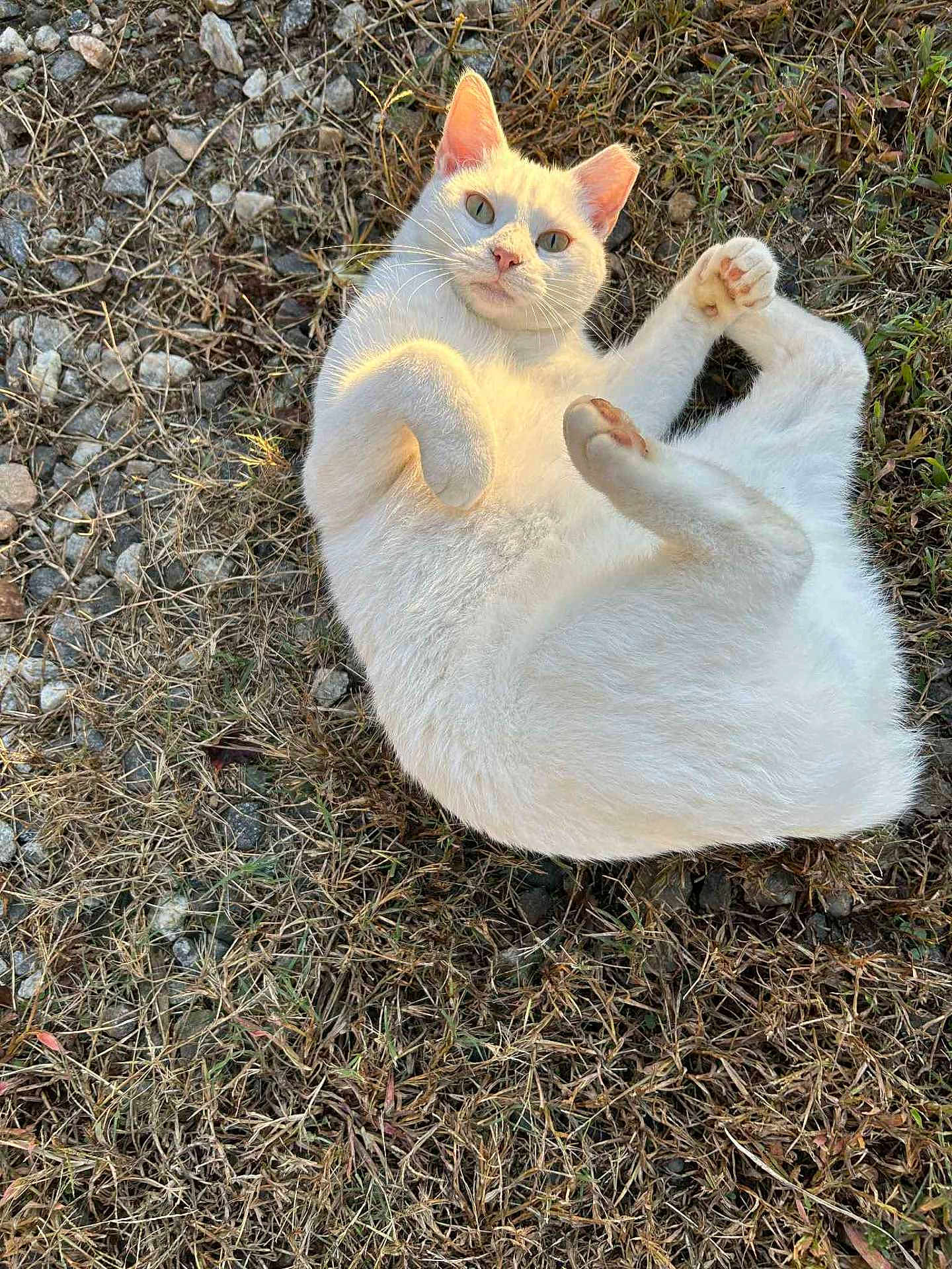 Nubby