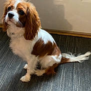 Allie is registered to the contest to win money with this photo: alert, animal, brown_and_white, canine, carpet, companion, cute, dog, domestic, door, ears, fur, household, indoor, looking_away, pet, sitting, small_dog, tail, young_dog