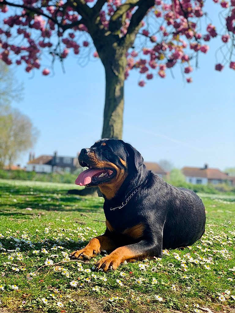Kyra is registered to the contest to win money with this photo: canidae, carnivore, companion_dog, dog, dog_breed, fawn, grass, guard_dog, happy, landscape, people_in_nature, plant, rottweiler, sky, snout, sporting_group, sunglasses, sunlight, tree, working_dog