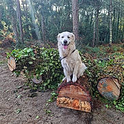 Perle a rejoint le concours — aidez-le/la à gagner de superbes lots ! dog, golden_retriever, forest, tree_stump, logs, ivy, sunlight, outdoor, nature, trees, smiling_dog, sitting, greenery, wood, canine, animal, daylight, leaves, ground, happy