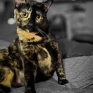 Salem is registered to the contest to win money with this photo: cat, tortoiseshell, pet, animal, sitting, bed, bedroom, portrait, golden_eyes, whiskers, ears, fur, black_fur, brown_fur, indoor, grayscale, selective_color, alert, serious_expression, photography