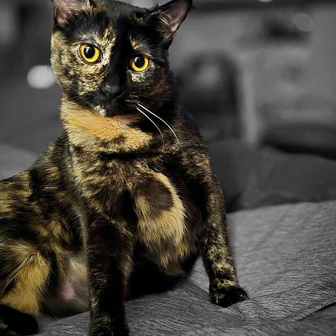 Salem