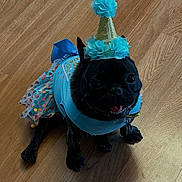 Bellajoy joined the competition — help win amazing prizes! dog, black_dog, party_hat, blue_outfit, floor, wooden_floor, pet, celebration, costume, smiling, happy, indoor, small_dog, festive, animal, cute, sitting, tongue_out, accessory, birthday