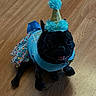 dog, black_dog, party_hat, blue_outfit, floor, wooden_floor, pet, celebration, costume, smiling, happy, indoor, small_dog, festive, animal, cute, sitting, tongue_out, accessory, birthday
