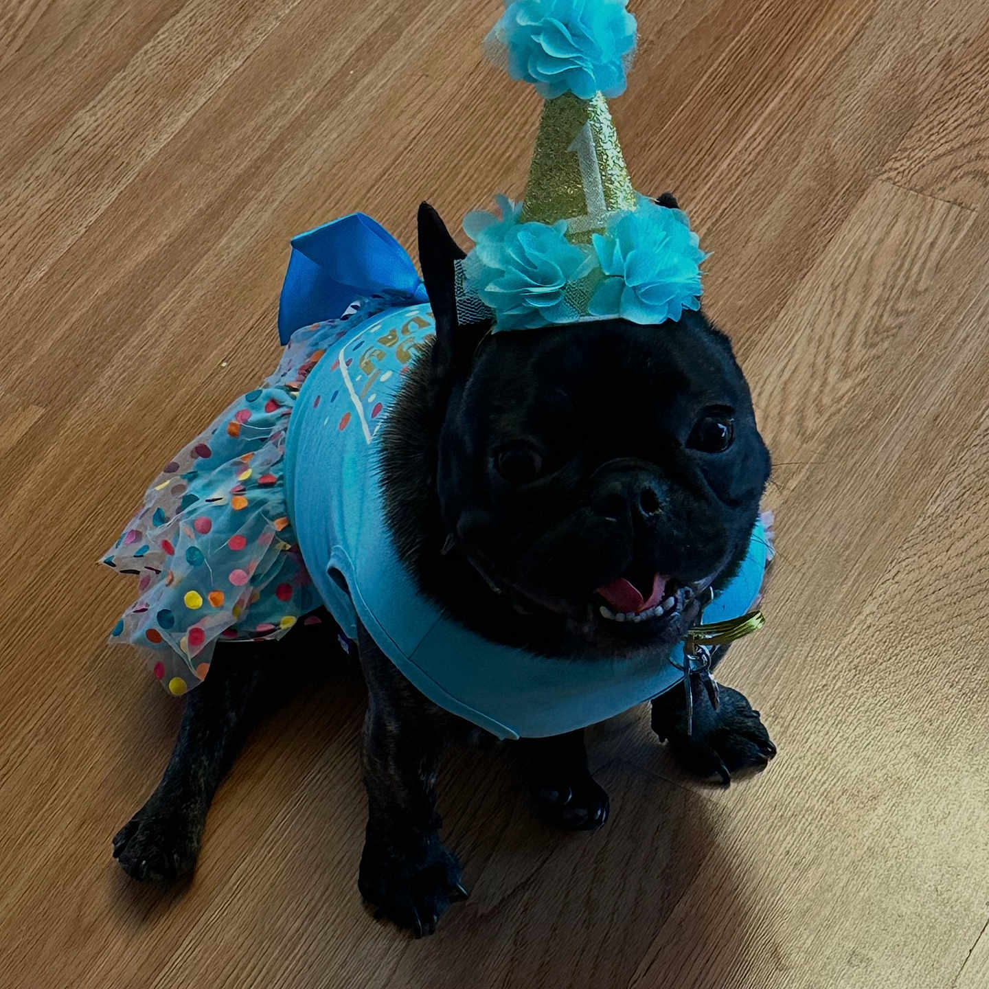 Bellajoy joined the competition — help win amazing prizes! dog, black_dog, party_hat, blue_outfit, floor, wooden_floor, pet, celebration, costume, smiling, happy, indoor, small_dog, festive, animal, cute, sitting, tongue_out, accessory, birthday