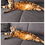Rêveur a rejoint le concours — aidez-le/la à gagner de superbes lots ! cat, tabby, yawning, stretching, couch, grey_fabric, pet, feline, indoor, relaxed, animal, whiskers, claws, fur, paws, home, sleepy, two_images, composite, resting