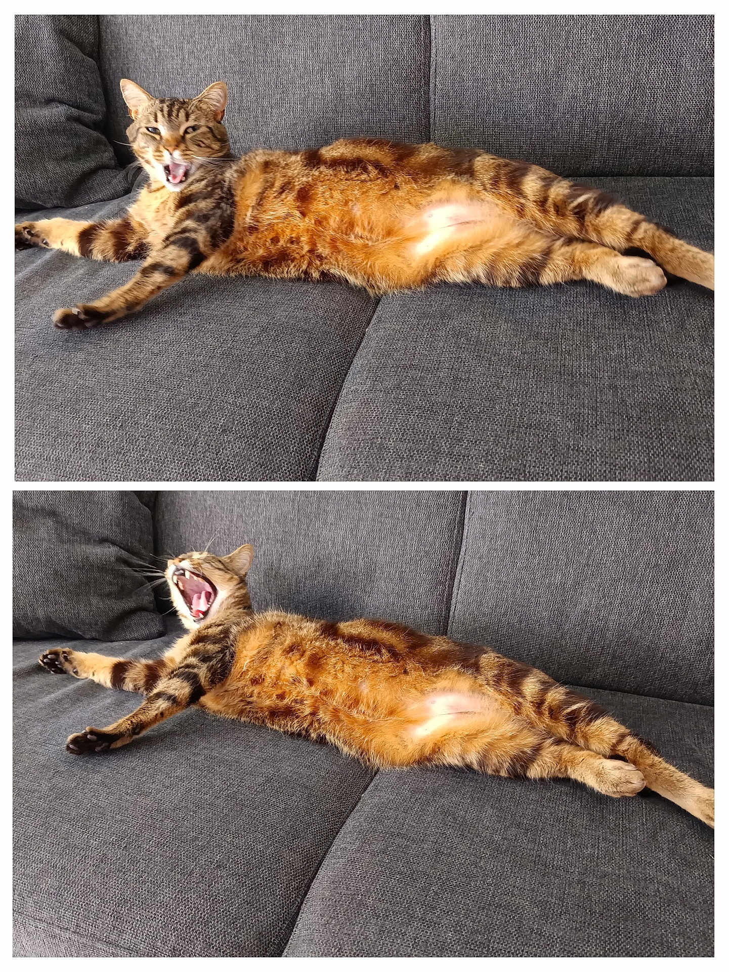 Rêveur a rejoint le concours — aidez-le/la à gagner de superbes lots ! cat, tabby, yawning, stretching, couch, grey_fabric, pet, feline, indoor, relaxed, animal, whiskers, claws, fur, paws, home, sleepy, two_images, composite, resting