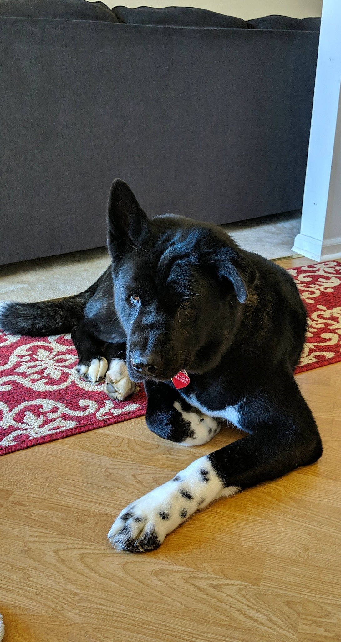 Kiyo joined the competition — help win amazing prizes! canidae, carnivore, cat, companion_dog, dog, dog_breed, felidae, mammal, non_sporting_group, snout, sporting_group, tail, whiskers