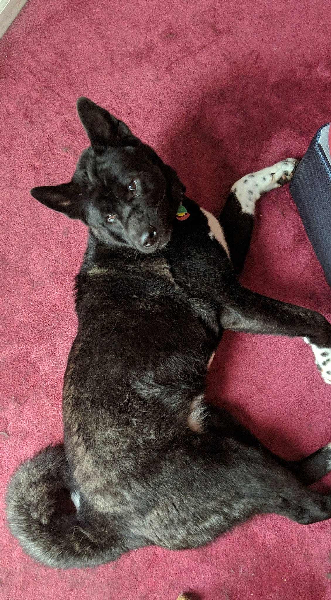 Kiyo joined the competition — help win amazing prizes! canidae, carnivore, cat, dog, dog_breed, felidae, formosan_mountain_dog, korat, mammal, small_to_medium_sized_cats, tail, vertebrate, whiskers