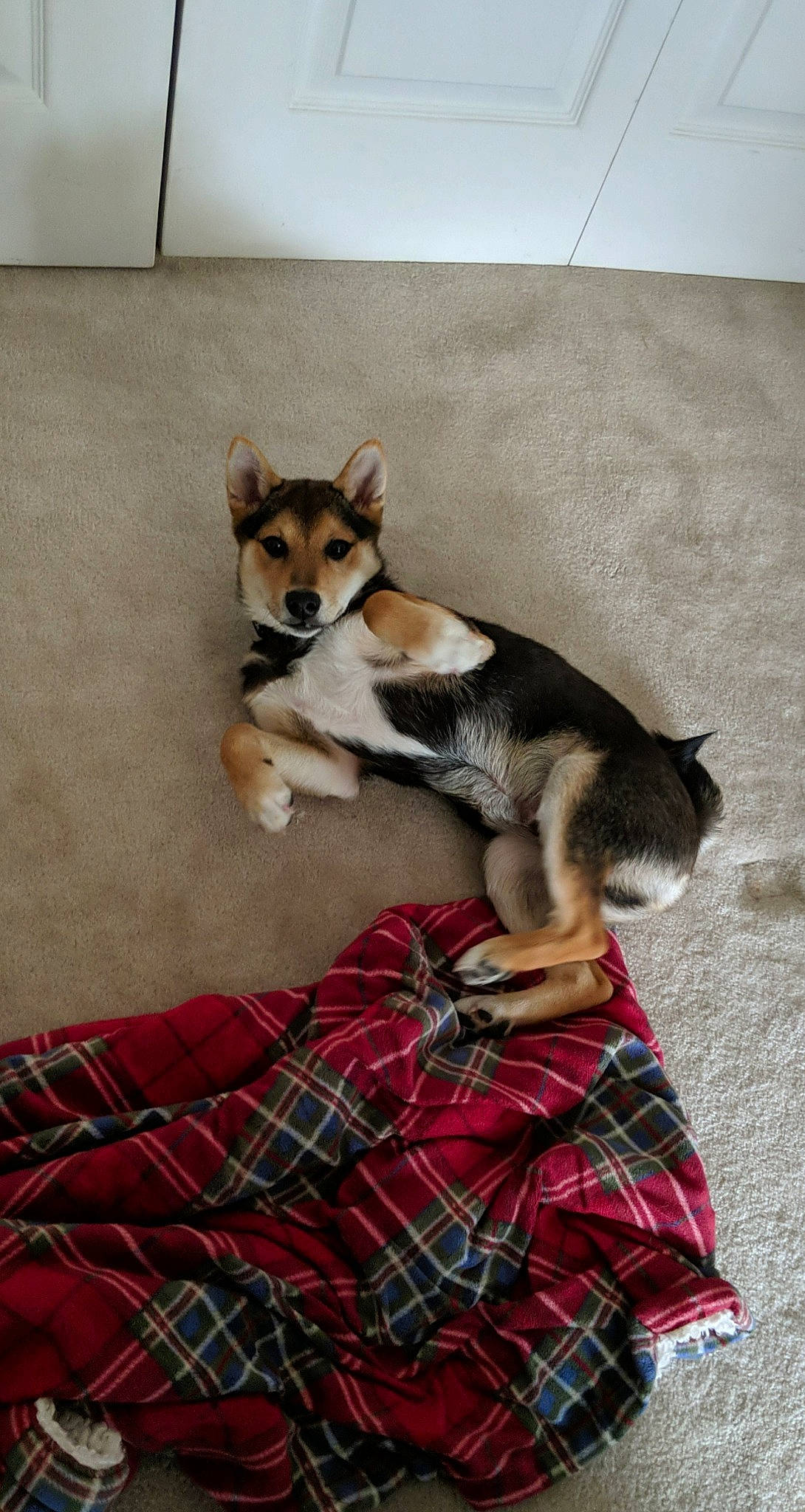 Kiba joined the competition — help win amazing prizes! alaskan_klee_kai, alaskan_malamute, canidae, carnivore, companion_dog, dog, dog_breed, fawn, mammal, norwegian_lundehund, pattern, plaid, puppy, rare_breed_dog, shiba_inu, siberian_husky, tail, vertebrate, wolfdog