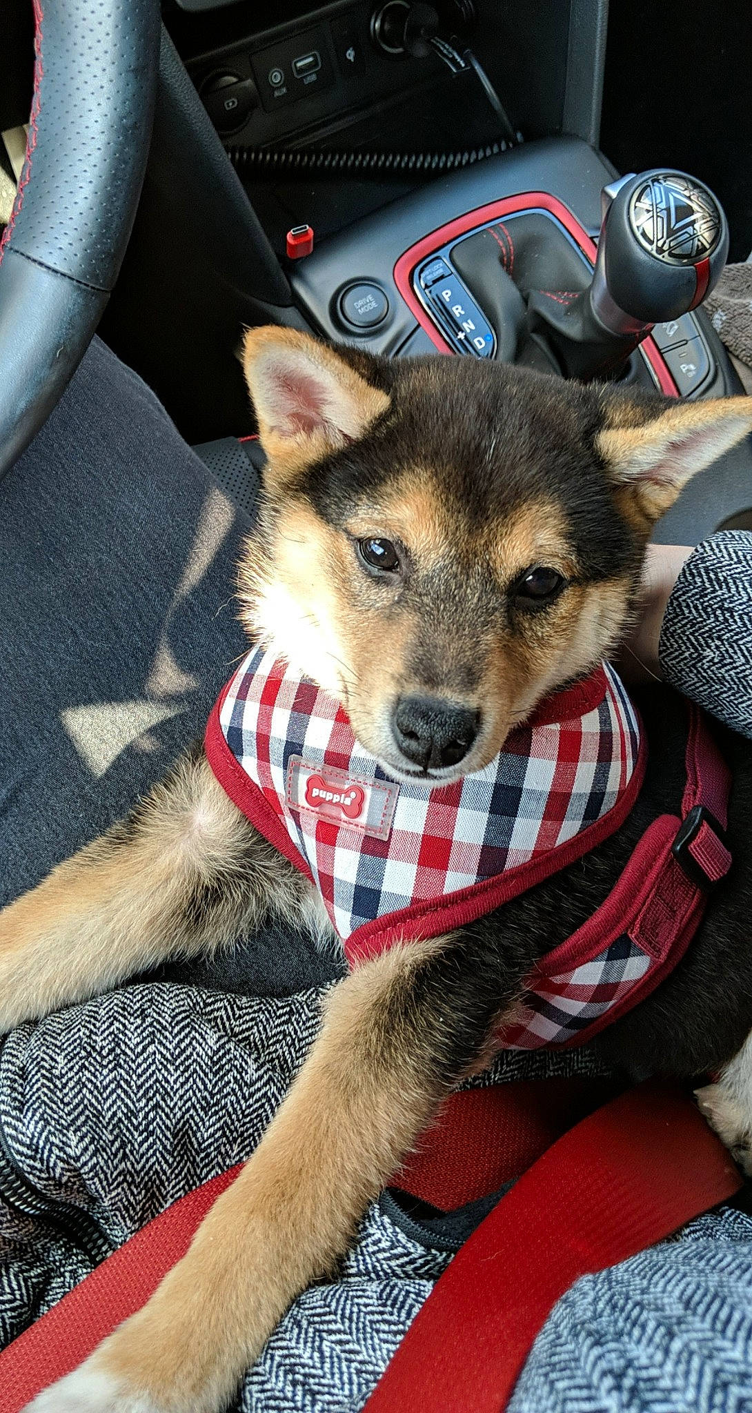 Kiba is registered to the contest to win money with this photo: canidae, carnivore, companion_dog, dog, dog_breed, fur, lapponian_herder, mammal, pattern, plaid, puppy, rare_breed_dog, snout, vertebrate, wolfdog, working_dog