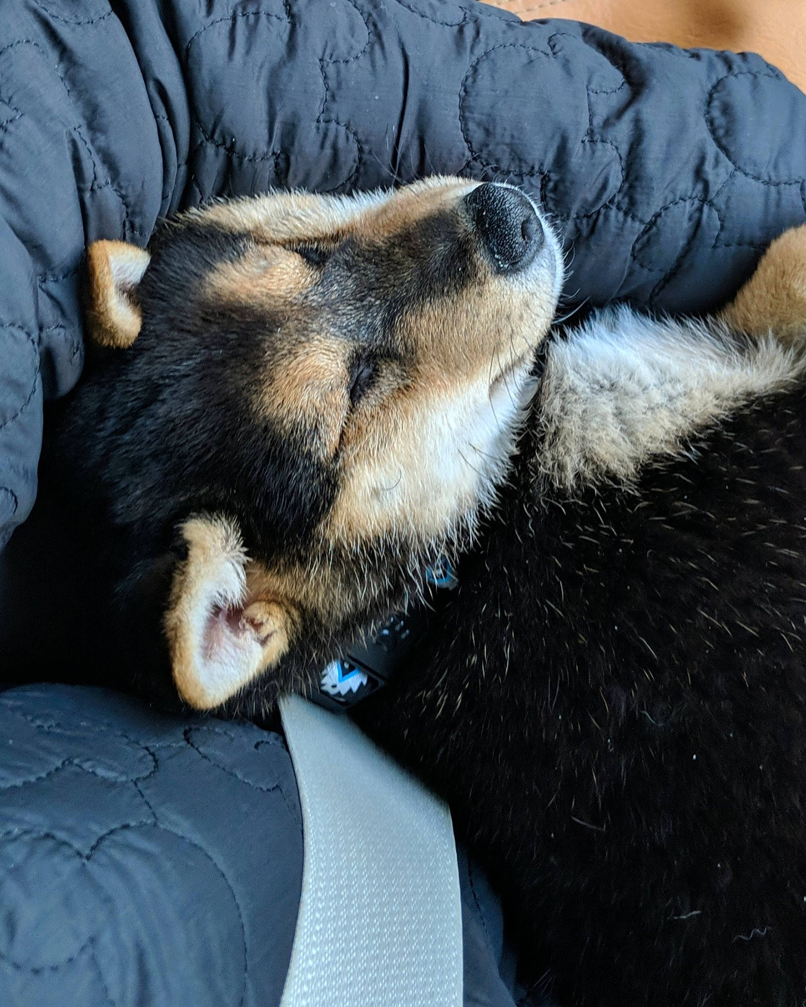 Kiba is registered to the contest to win money with this photo: canidae, carnivore, dog_breed, fur, mammal, nap, paw, snout, vertebrate