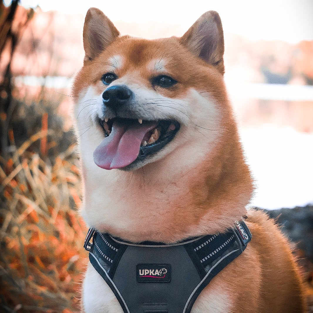 Taliko participe au concours pour gagner de l'argent avec cette photo : accessories, animal, bodypart, canine, clothing, dog, fox, harness, husky, leash, lifejacket, mouth, person, pet, puppy, snout, strap, swimwear, tongue, vest
