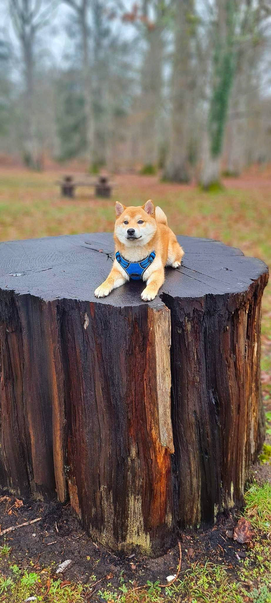 Taliko a rejoint le concours — aidez-le/la à gagner de superbes lots ! canidae, carnivore, companion_dog, dog, dog_breed, fawn, fence, fur, grass, landscape, natural_landscape, plant, snout, sporting_group, tail, terrestrial_animal, tree, trunk, wildlife, wood