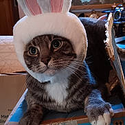 Dingo joined the competition — help win amazing prizes! animal, box, bunny_ears, cardboard_box, cat, closeup, costume, curious, cute, domestic, ears, feline, fur, indoor, paws, pet, playful, portrait, tabby, whiskers