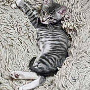 Dingo joined the competition — help win amazing prizes! animal, cat, cozy, cute, eyes, fluffy, fur, gray, indoor, kitten, lying_down, paws, pet, relaxed, rug, stretching, striped, tabby, texture, young